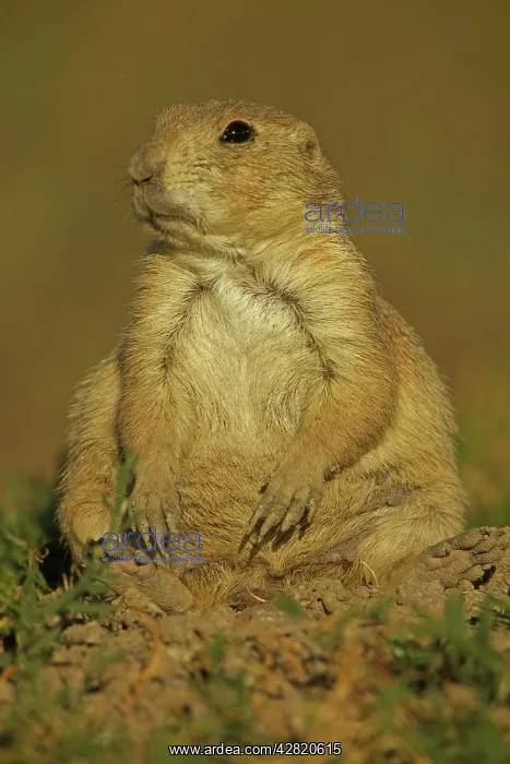 : Black-tailed Prairie Dog : Black-tailed Prairie Dog