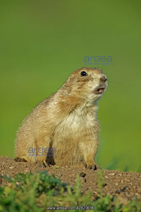 : Black-tailed Prairie Dog : Black-tailed Prairie Dog
