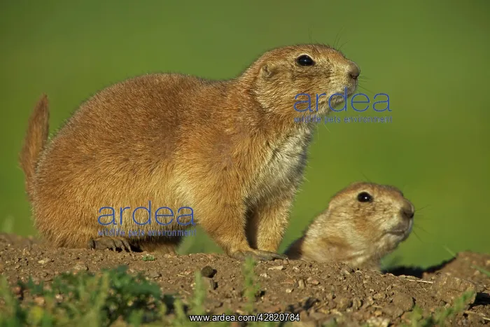 : Black-tailed Prairie Dog : Black-tailed Prairie Dog
