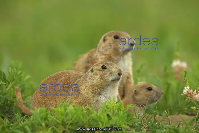 : Black-tailed Prairie Dog : Black-tailed Prairie Dog
