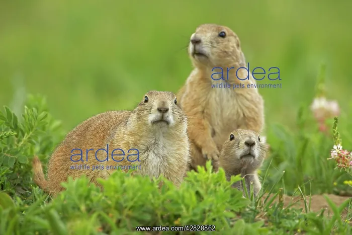 : Black-tailed Prairie Dog : Black-tailed Prairie Dog