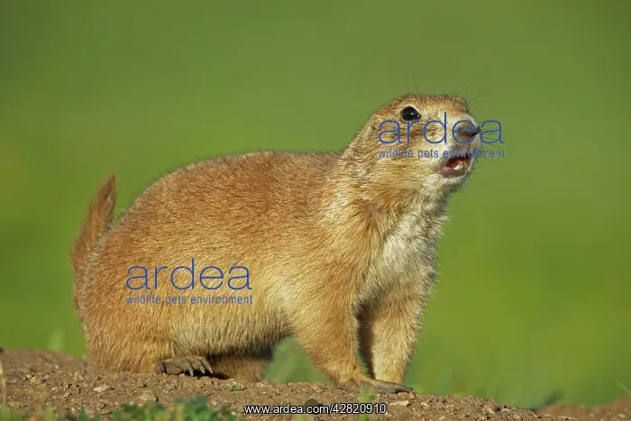 : Black-tailed Prairie Dog : Black-tailed Prairie Dog