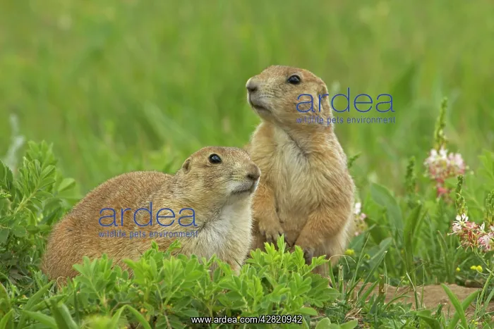 : Black-tailed Prairie Dog : Black-tailed Prairie Dog