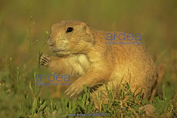 : Black-tailed Prairie Dog : Black-tailed Prairie Dog