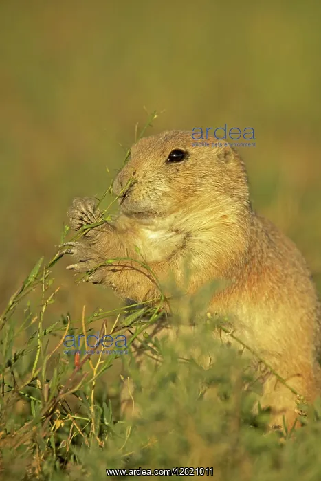 : Black-tailed Prairie Dog : Black-tailed Prairie Dog