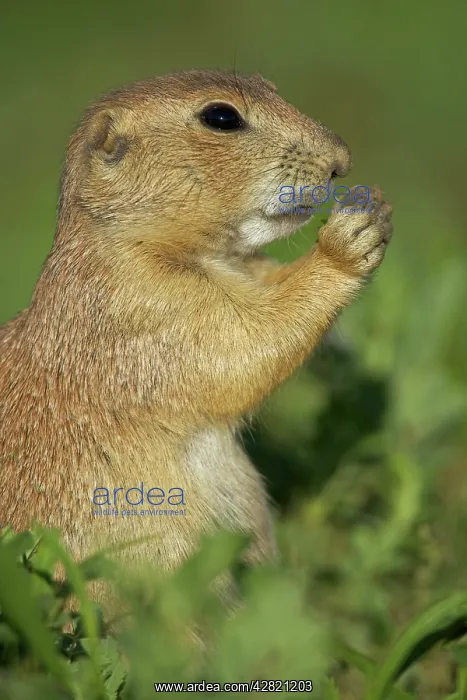 : Black-tailed Prairie Dog : Black-tailed Prairie Dog