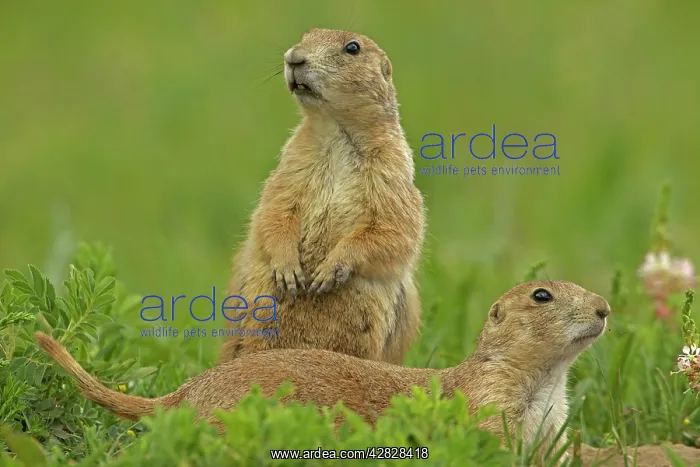 : Black-tailed Prairie Dog : Black-tailed Prairie Dog