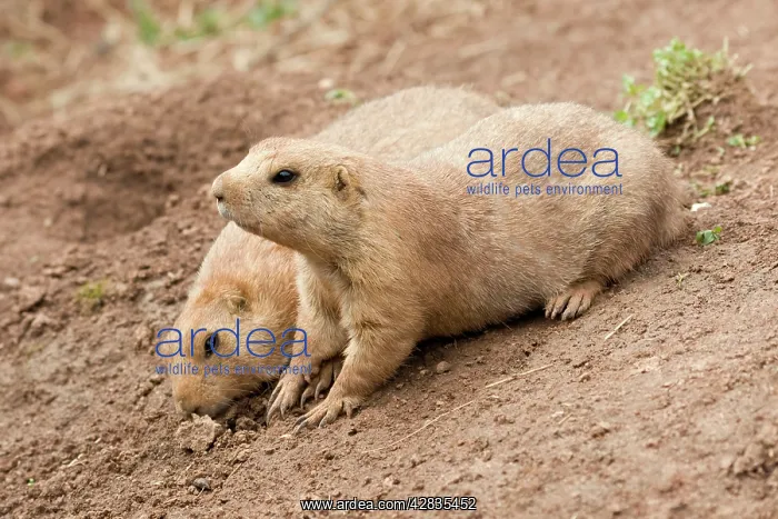 : Black-Tailed Prairie Dog : Black-Tailed Prairie Dog