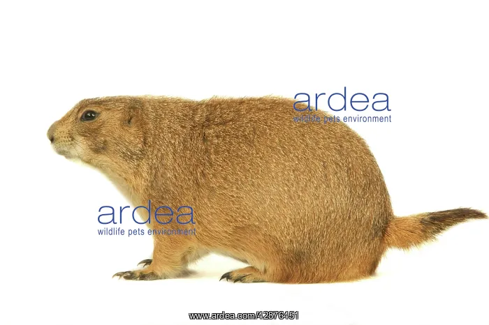 : Black-tailed Prairie Dog : Black-tailed Prairie Dog