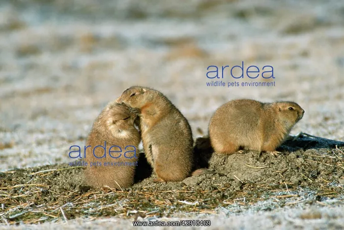 : Black-tailed Prairie Dog : Black-tailed Prairie Dog