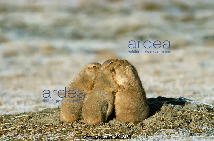 : Black-tailed Prairie Dog : Black-tailed Prairie Dog