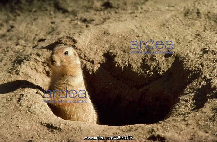 : Black-tailed Prairie Dog : Black-tailed Prairie Dog
