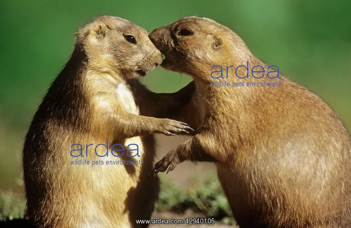 : Black-tailed Prairie Dog : Black-tailed Prairie Dog
