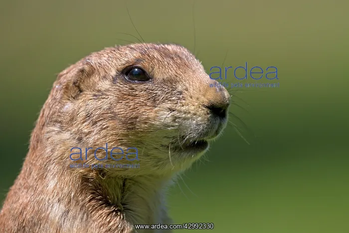 : Black-tailed Prairie Dog : Black-tailed Prairie Dog