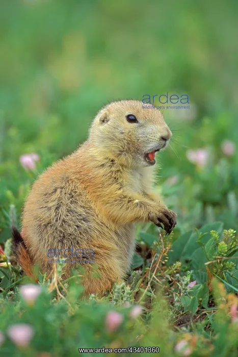  : Black-tailed Prairie Dog