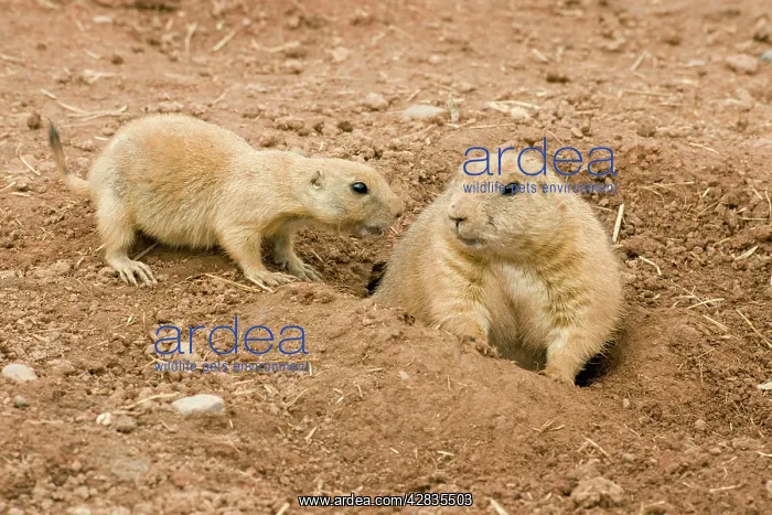 : Black-Tailed Prairie Dog - adult & juvenile : Black-Tailed Prairie Dog - adult & juvenile