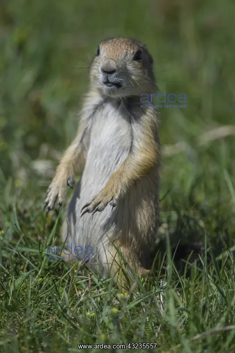 : Black-tailed Prairie Dog alert on hind legs - Black-tailed : Black-tailed Prairie Dog alert on hind legs - Black-tailed