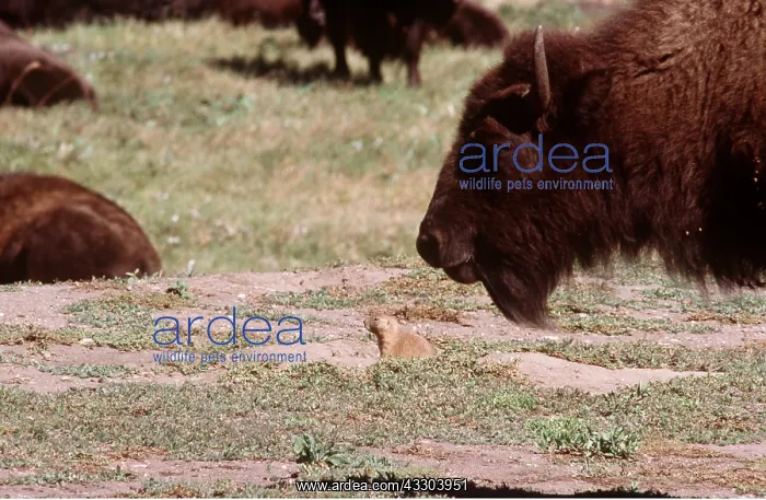 : Black-tailed PRAIRIE DOG and American BISON / American : Black-tailed PRAIRIE DOG and American BISON / American