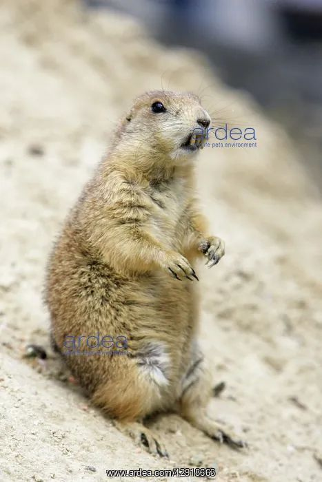 : Black-tailed Prairie Dog - animal with exaggerated incisors : Black-tailed Prairie Dog - animal with exaggerated incisors