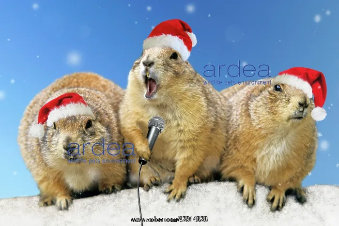 : Black-tailed Prairie Dog - three animals in a row : Black-tailed Prairie Dog - three animals in a row