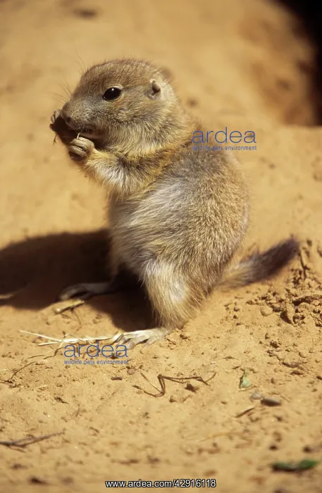 : Black-tailed PRAIRIE DOG - baby feeding on grass : Black-tailed PRAIRIE DOG - baby feeding on grass
