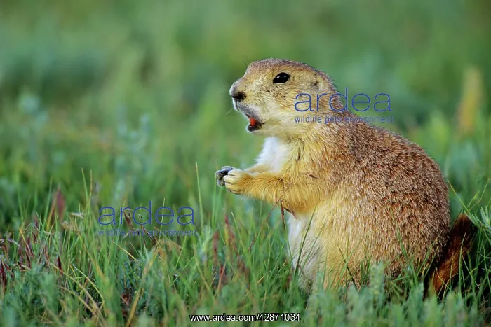 : Black-tailed Prairie Dog barking : Black-tailed Prairie Dog barking