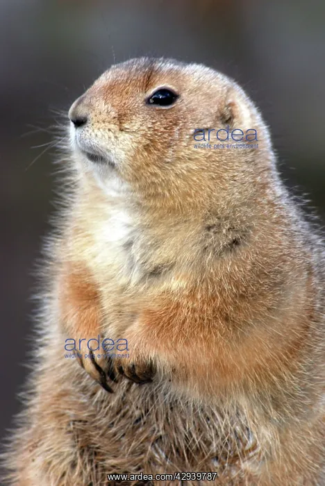 : Black-tailed Prairie Dog - basking in winter sunshine : Black-tailed Prairie Dog - basking in winter sunshine