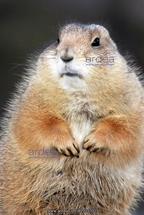 : Black-tailed Prairie Dog - basking in winter sunshine : Black-tailed Prairie Dog - basking in winter sunshine