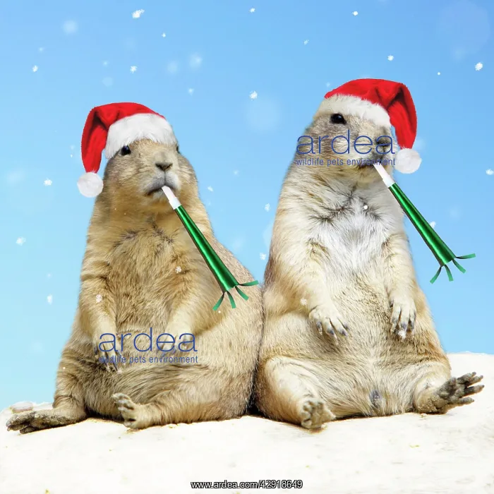 : Black-tailed Prairie Dog - with Christmas hats : Black-tailed Prairie Dog - with Christmas hats