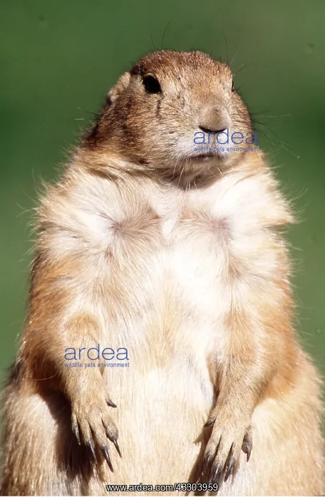 : Black-tailed PRAIRIE DOG - close-up, upright : Black-tailed PRAIRIE DOG - close-up, upright