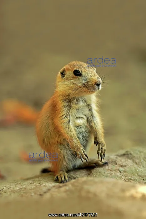  : Black-tailed Prairie Dog (Cynomys ludovicianus)