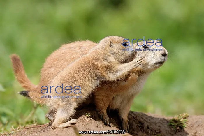 : Black-tailed Prairie Dog (Cynomys ludovicianus) : Black-tailed Prairie Dog (Cynomys ludovicianus)