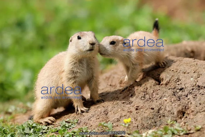 : Black-tailed Prairie Dog (Cynomys ludovicianus) : Black-tailed Prairie Dog (Cynomys ludovicianus)