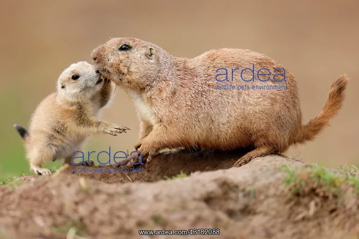 : Black-tailed Prairie Dog (Cynomys ludovicianus) : Black-tailed Prairie Dog (Cynomys ludovicianus)