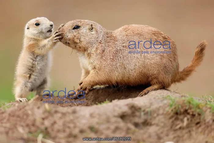 : Black-tailed Prairie Dog (Cynomys ludovicianus) : Black-tailed Prairie Dog (Cynomys ludovicianus)