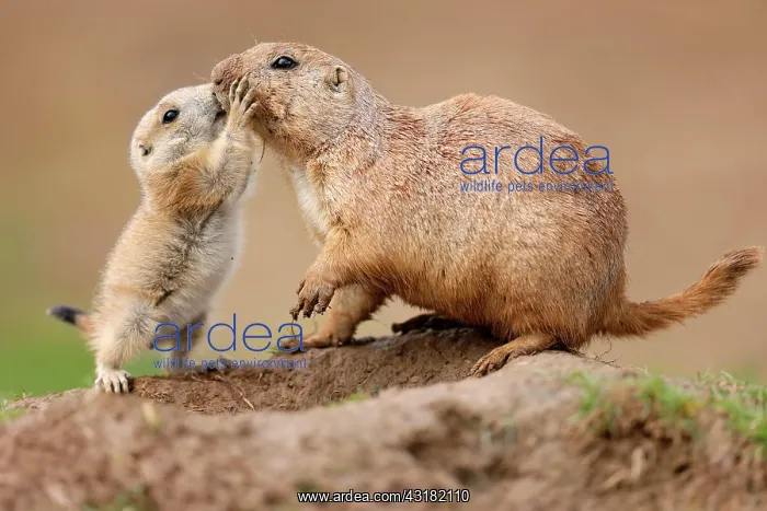 : Black-tailed Prairie Dog (Cynomys ludovicianus) : Black-tailed Prairie Dog (Cynomys ludovicianus)