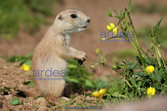 : Black-tailed Prairie Dog (Cynomys ludovicianus) : Black-tailed Prairie Dog (Cynomys ludovicianus)