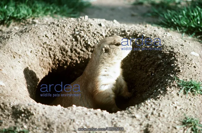 : Black-tailed PRAIRIE DOG - in den : Black-tailed PRAIRIE DOG - in den