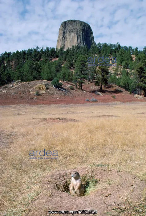 : Black-tailed Prairie Dog - Devils Tower National Monument : Black-tailed Prairie Dog - Devils Tower National Monument