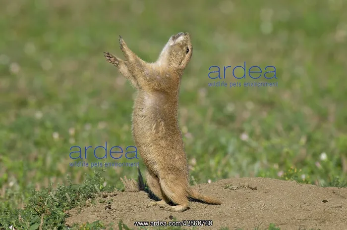 : Black-tailed Prairie Dog - doing 'jump-yip' signal behaviour : Black-tailed Prairie Dog - doing 'jump-yip' signal behaviour