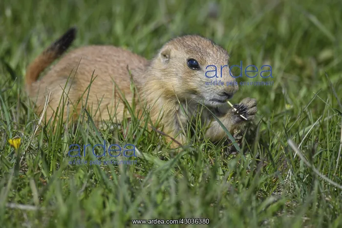 : Black-tailed Prairie Dog eating on top of burrow : Black-tailed Prairie Dog eating on top of burrow