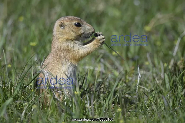 : Black-tailed Prairie Dog eating on top of burrow : Black-tailed Prairie Dog eating on top of burrow