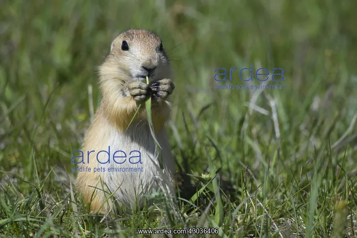 : Black-tailed Prairie Dog eating on top of burrow : Black-tailed Prairie Dog eating on top of burrow