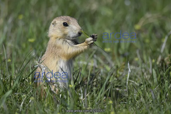 : Black-tailed Prairie Dog eating on top of burrow : Black-tailed Prairie Dog eating on top of burrow