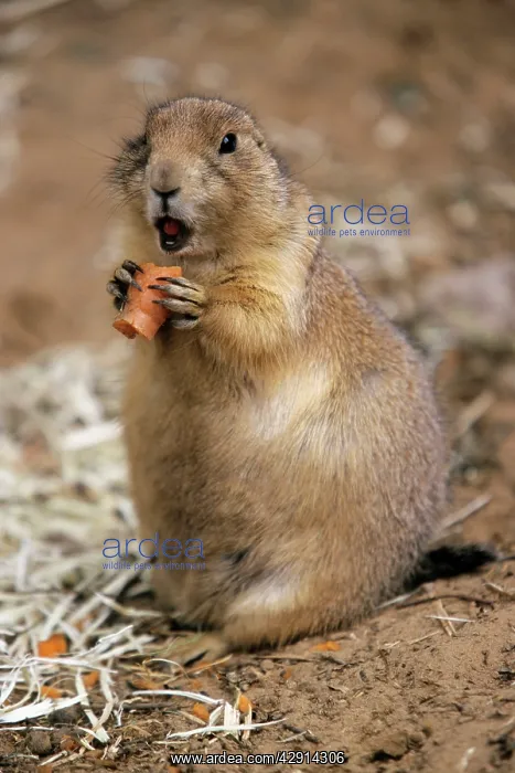 : Black-tailed Prairie Dog - eating carrot : Black-tailed Prairie Dog - eating carrot