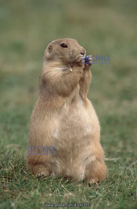 : Black-tailed PRAIRIE DOG - eating food held in hands : Black-tailed PRAIRIE DOG - eating food held in hands