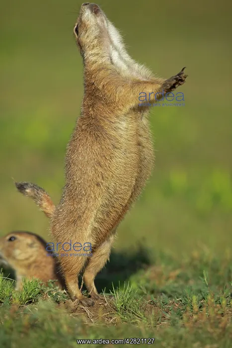 : Black-tailed Prairie Dog - engaged in Jump-yip : Black-tailed Prairie Dog - engaged in Jump-yip