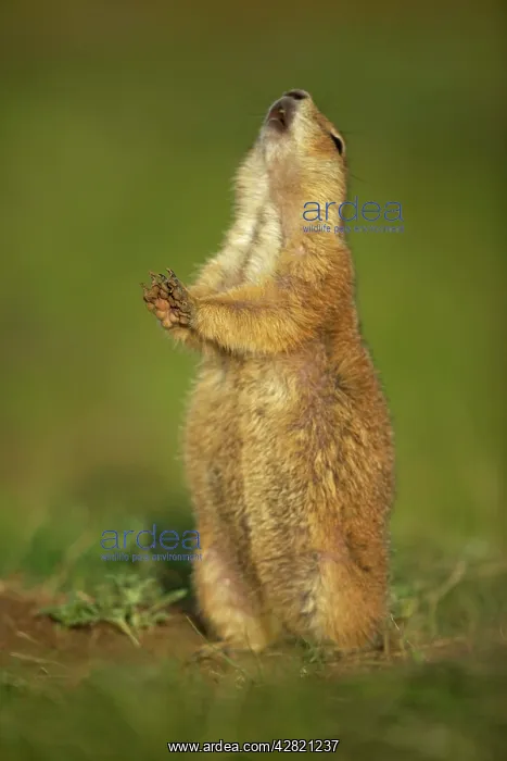 : Black-tailed Prairie Dog - engaged in Jump-yip : Black-tailed Prairie Dog - engaged in Jump-yip