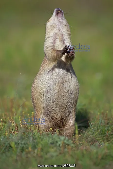 : Black-tailed Prairie Dog - engaged in Jump-yip : Black-tailed Prairie Dog - engaged in Jump-yip