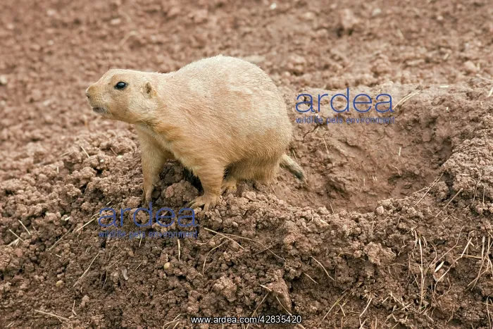 : Black-Tailed Prairie Dog - at entrance to burrow : Black-Tailed Prairie Dog - at entrance to burrow